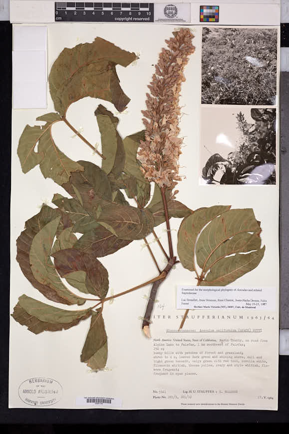 Aesculus californica image