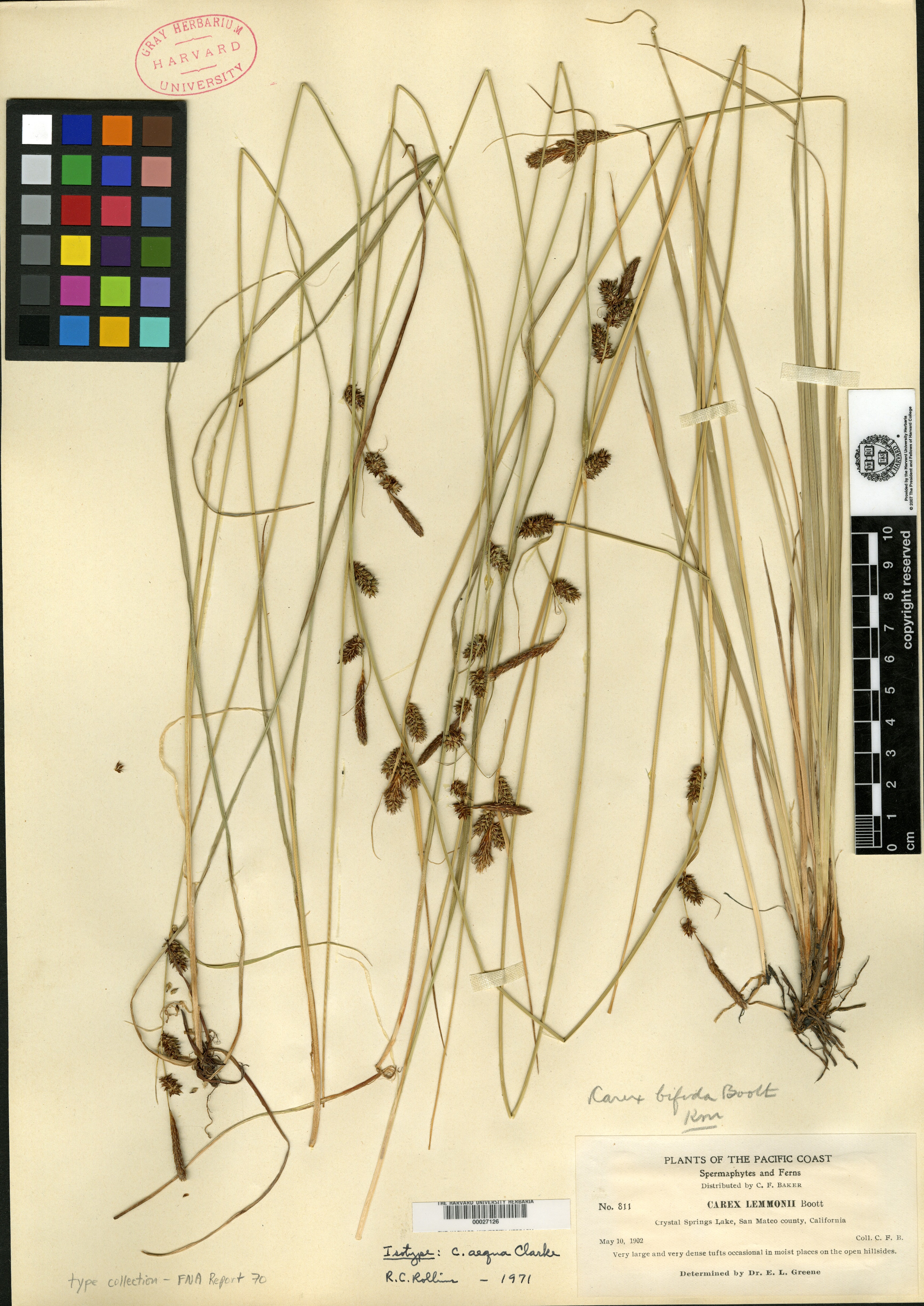 Carex aequa image