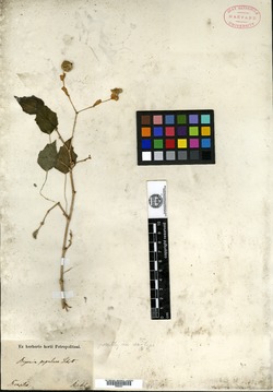 Begonia integerrima image