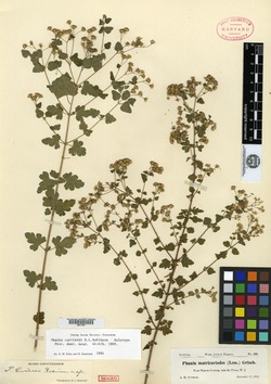 Phania matricarioides image