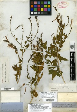 Anisacanthus quadrifidus image