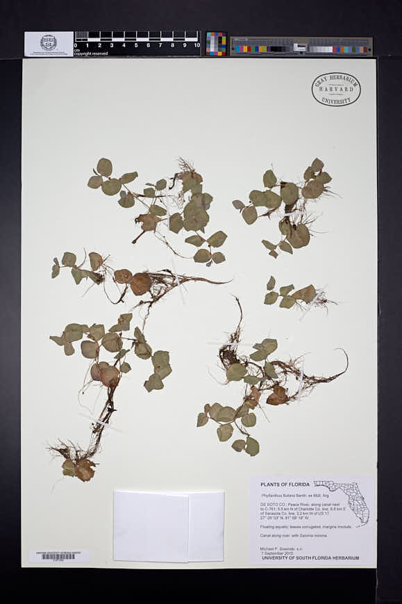 Phyllanthus fluitans image