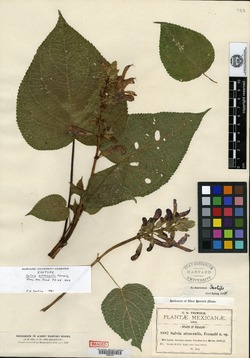 Salvia atrocaulis image