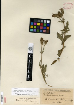 Glandularia tomophylla image