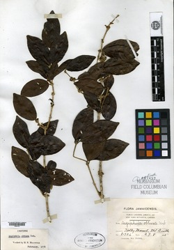 Aegiphila obtusa image