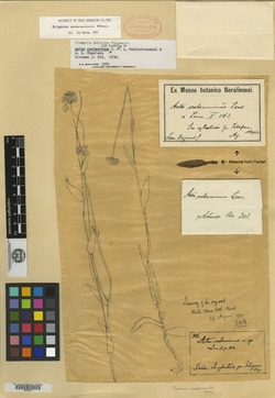 Aster scaberrimus image