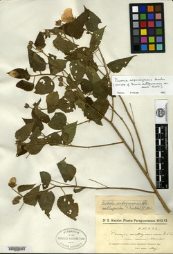 Pavonia rosa-campestris image
