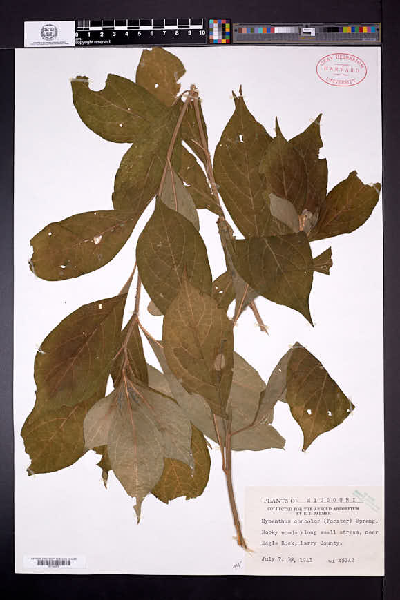 Hybanthus concolor image
