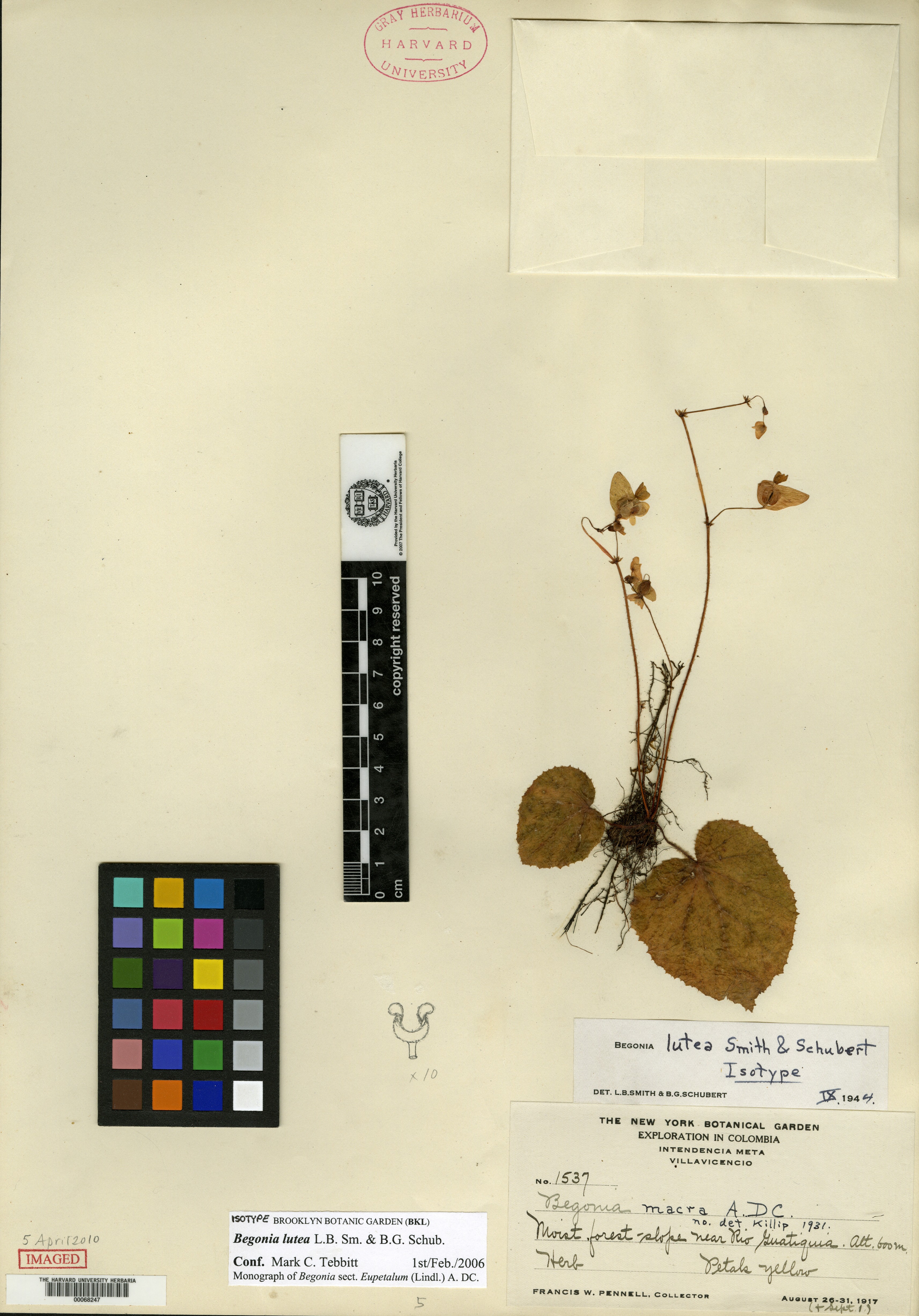 Begonia lutea image