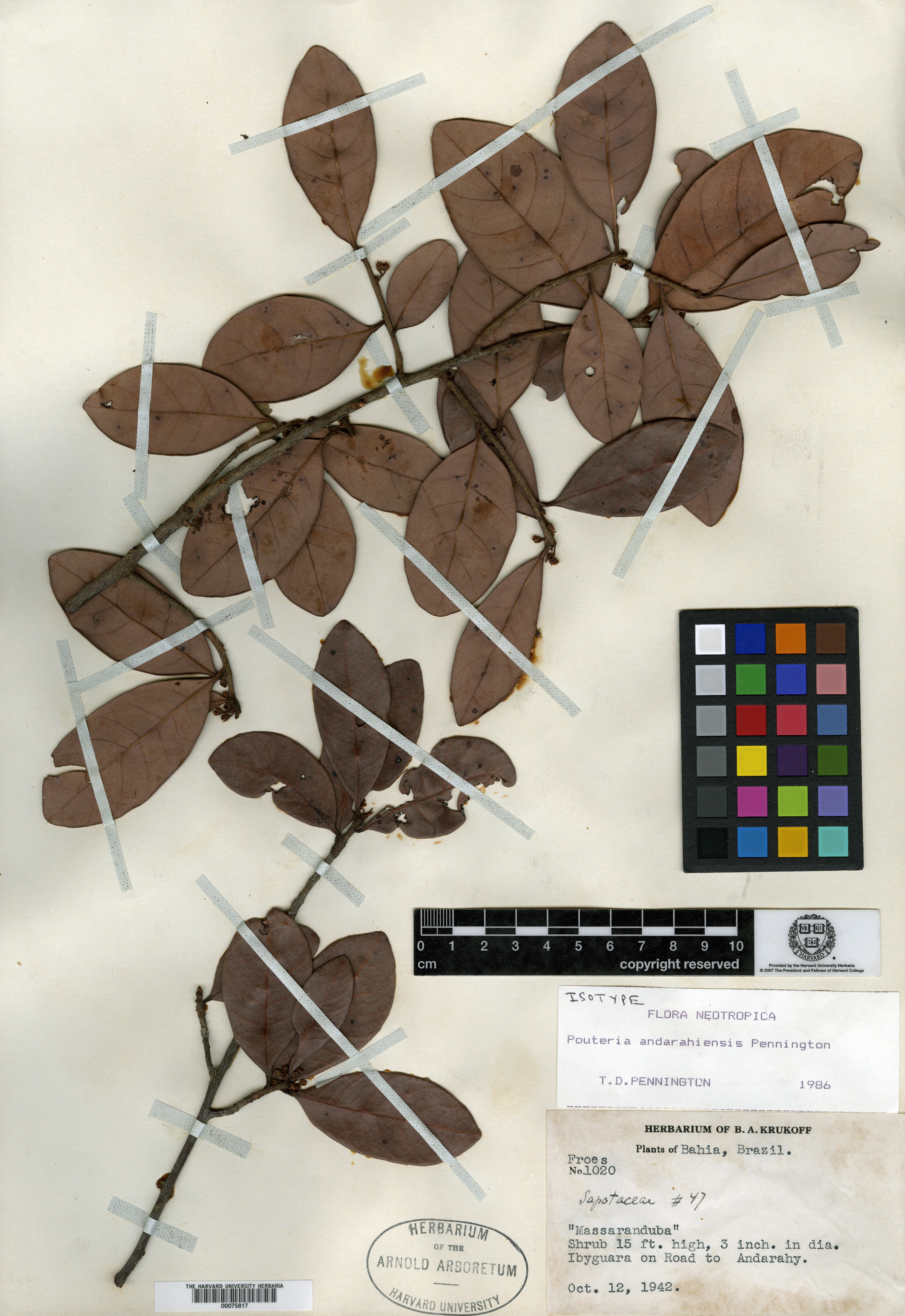 Pouteria andarahiensis image