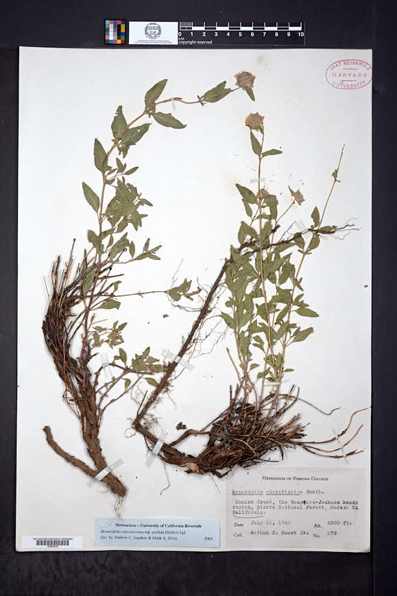Monardella odoratissima subsp. pallida image