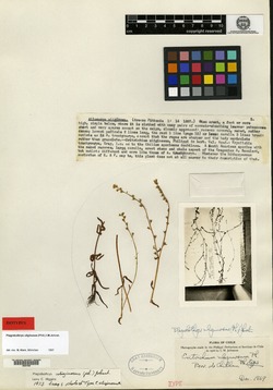 Eritrichium uliginosum image