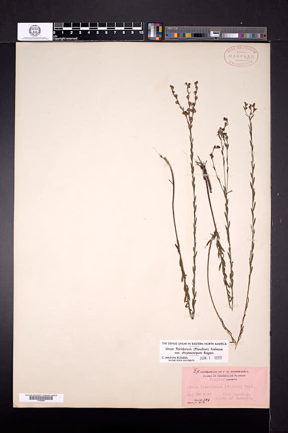 Linum floridanum var. chrysocarpum image