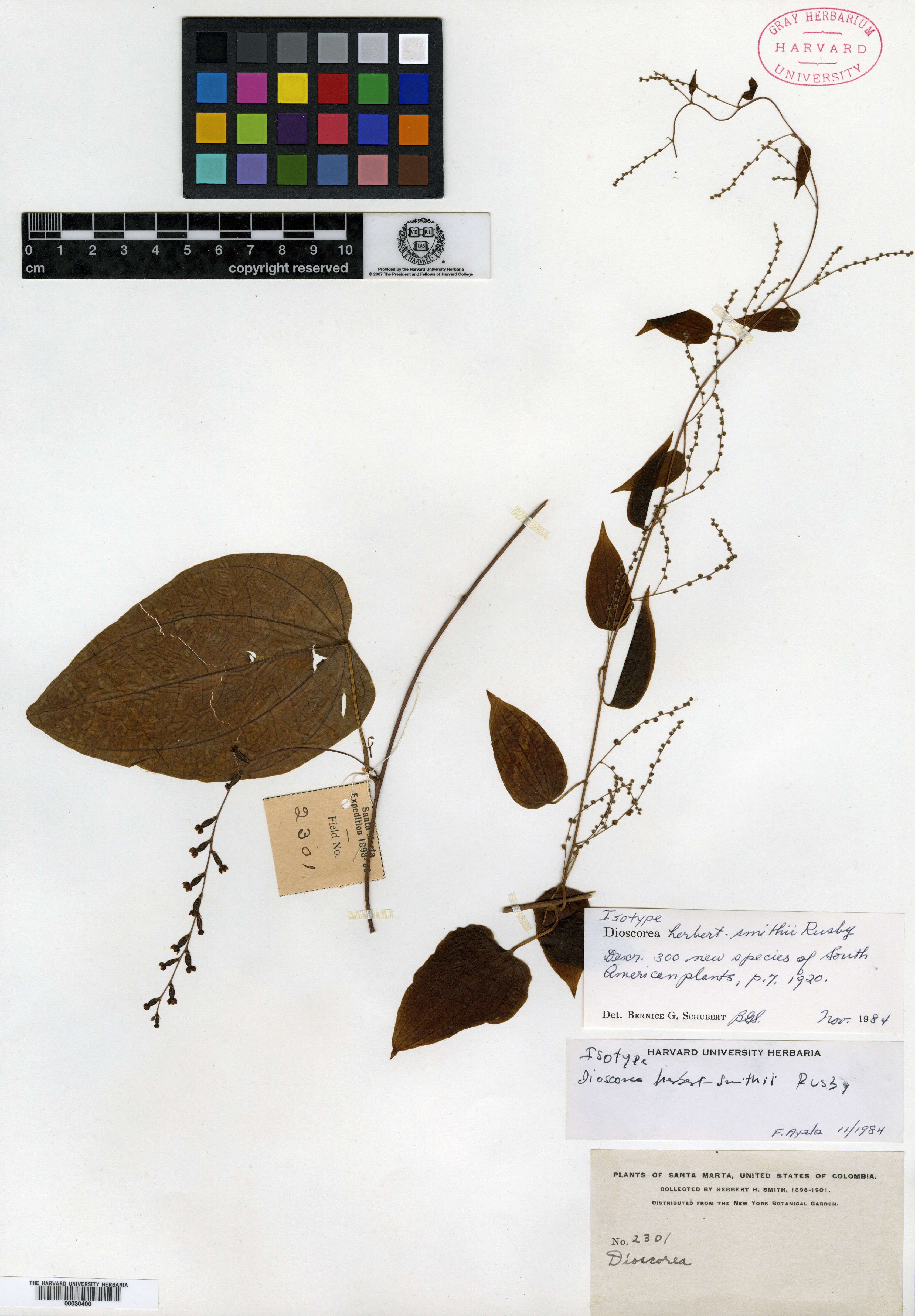 Dioscorea laxiflora image