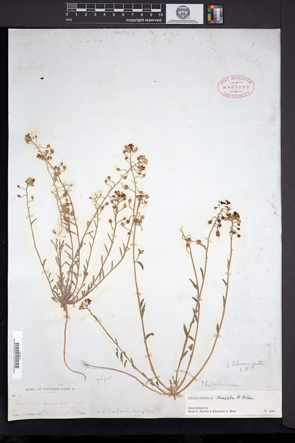 Physaria tenella image