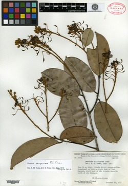 Swartzia leiocalycina image
