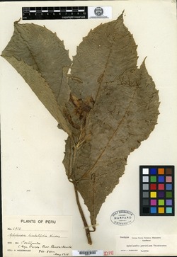 Aphelandra peruviana image
