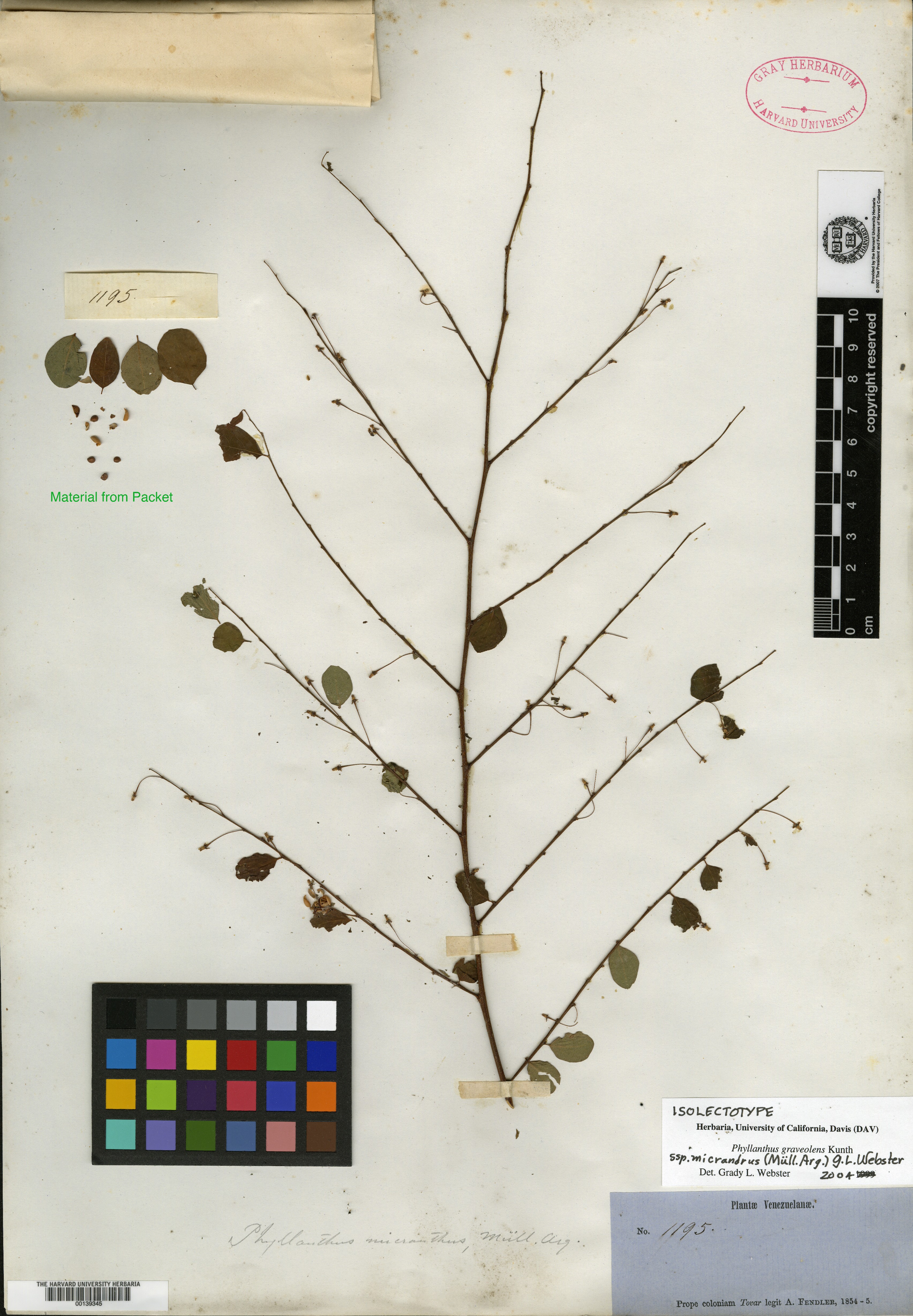 Phyllanthus micrandrus image
