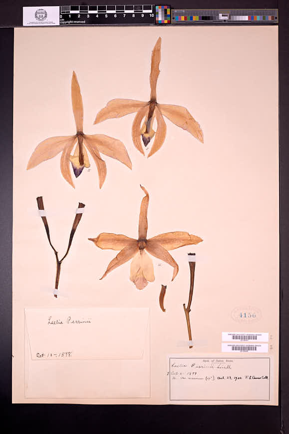 Cattleya perrinii image