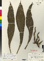 Cattleya harrisoniana image