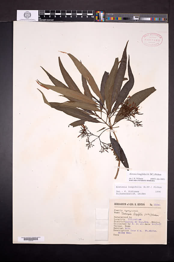Alstonia longifolia image