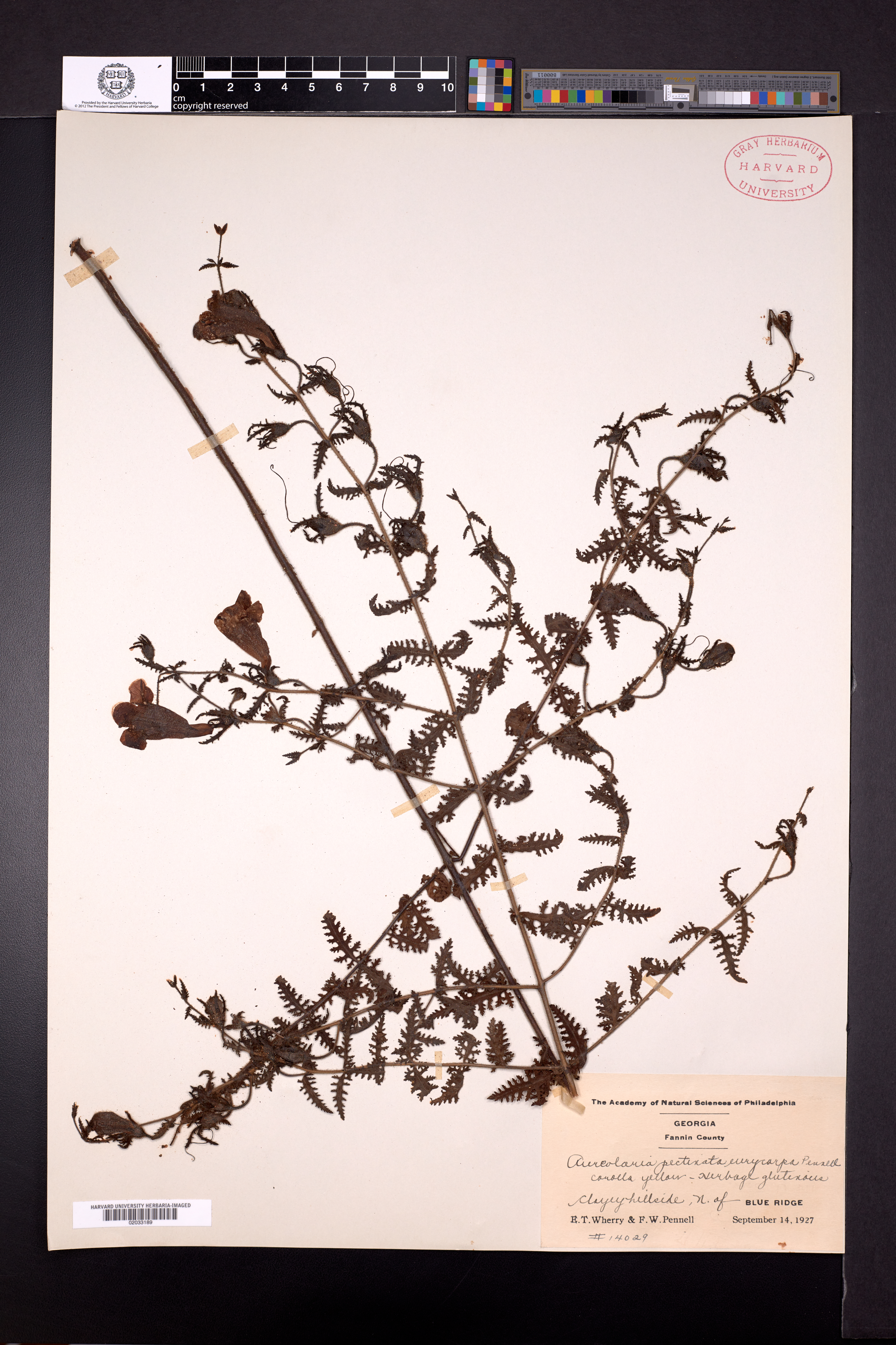 Aureolaria pectinata subsp. eurycarpa image
