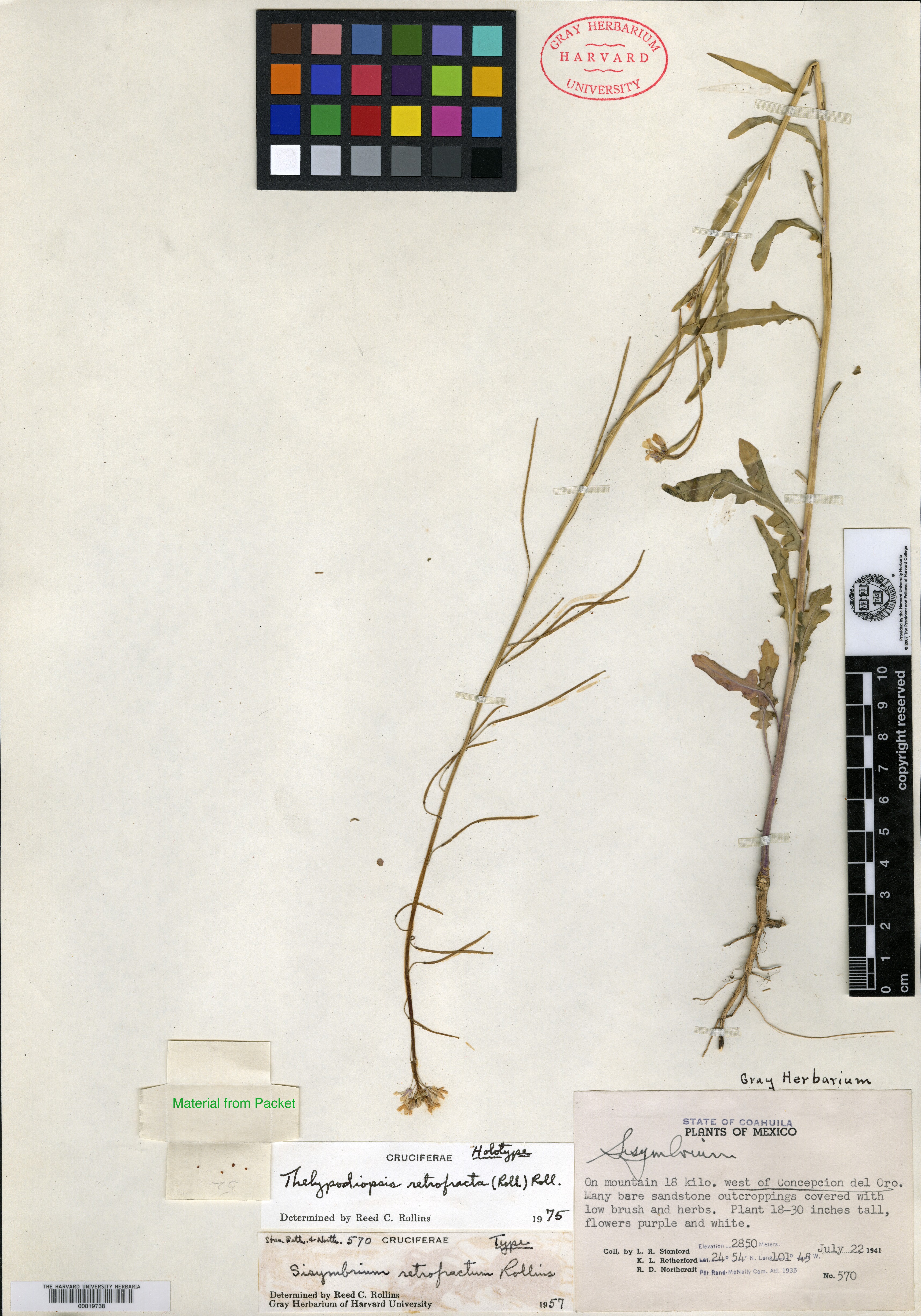 Thelypodiopsis retrofracta image