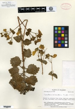Calceolaria anisanthera image