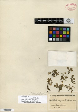 Viola flavicans image