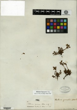 Halenia taruga-gasso image