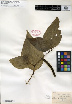 Piper psilophyllum image