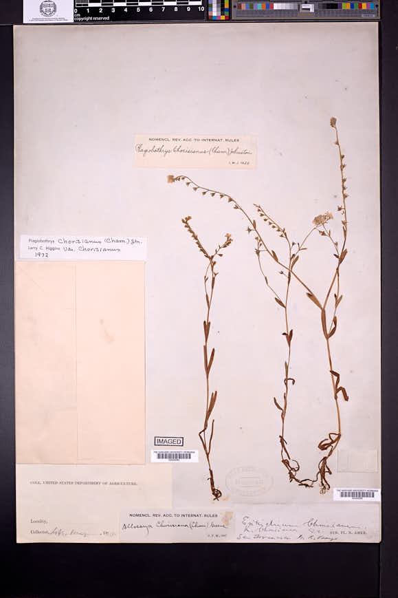 Plagiobothrys chorisianus image