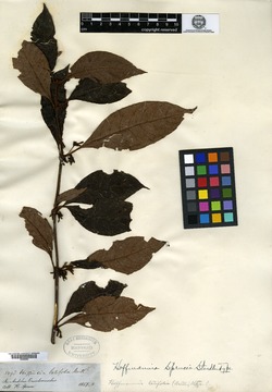Hoffmannia sprucei image