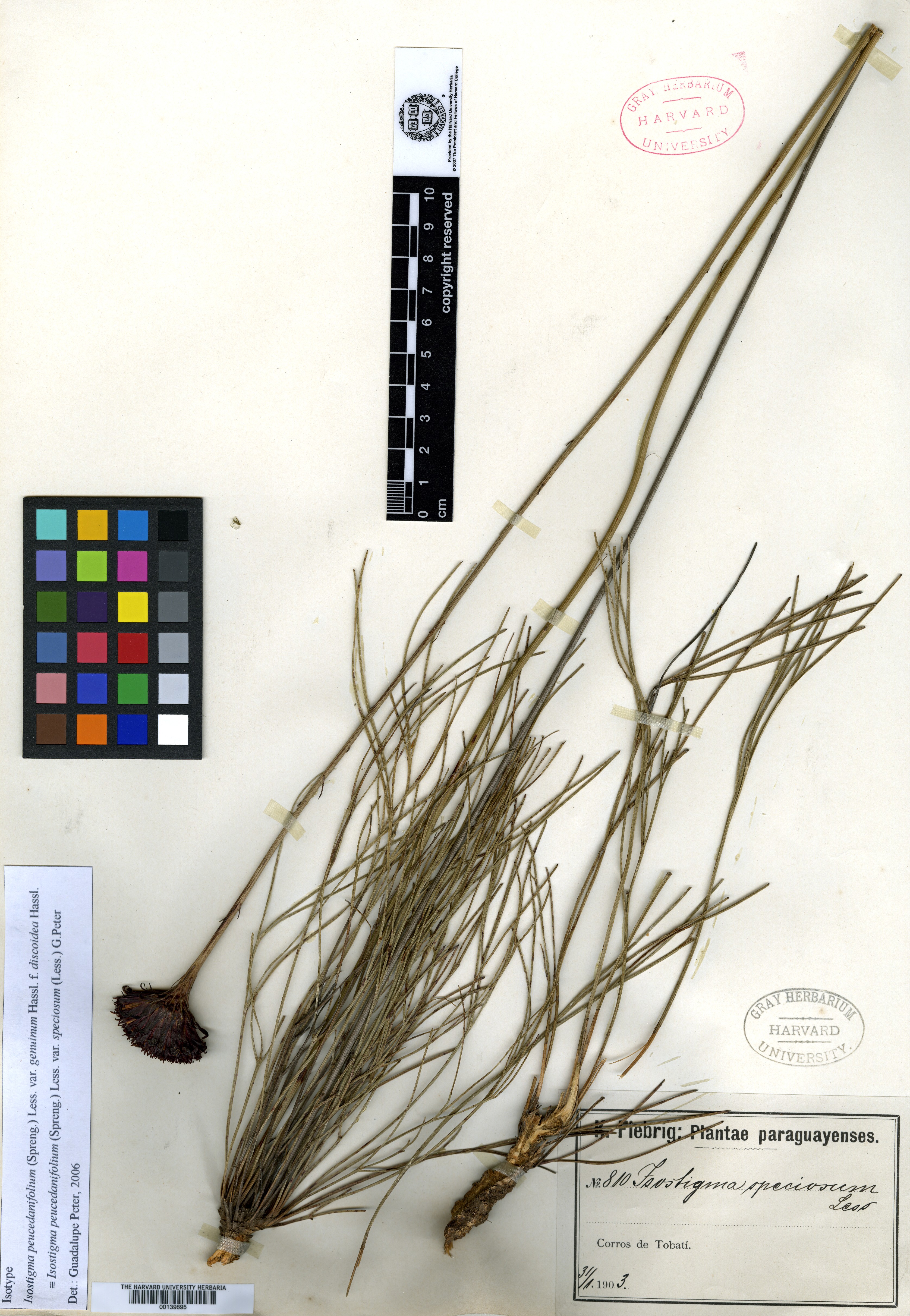 Isostigma peucedanifolium image