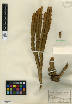Huperzia cuernavacensis image