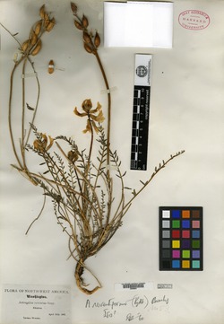 Astragalus reventiformis image