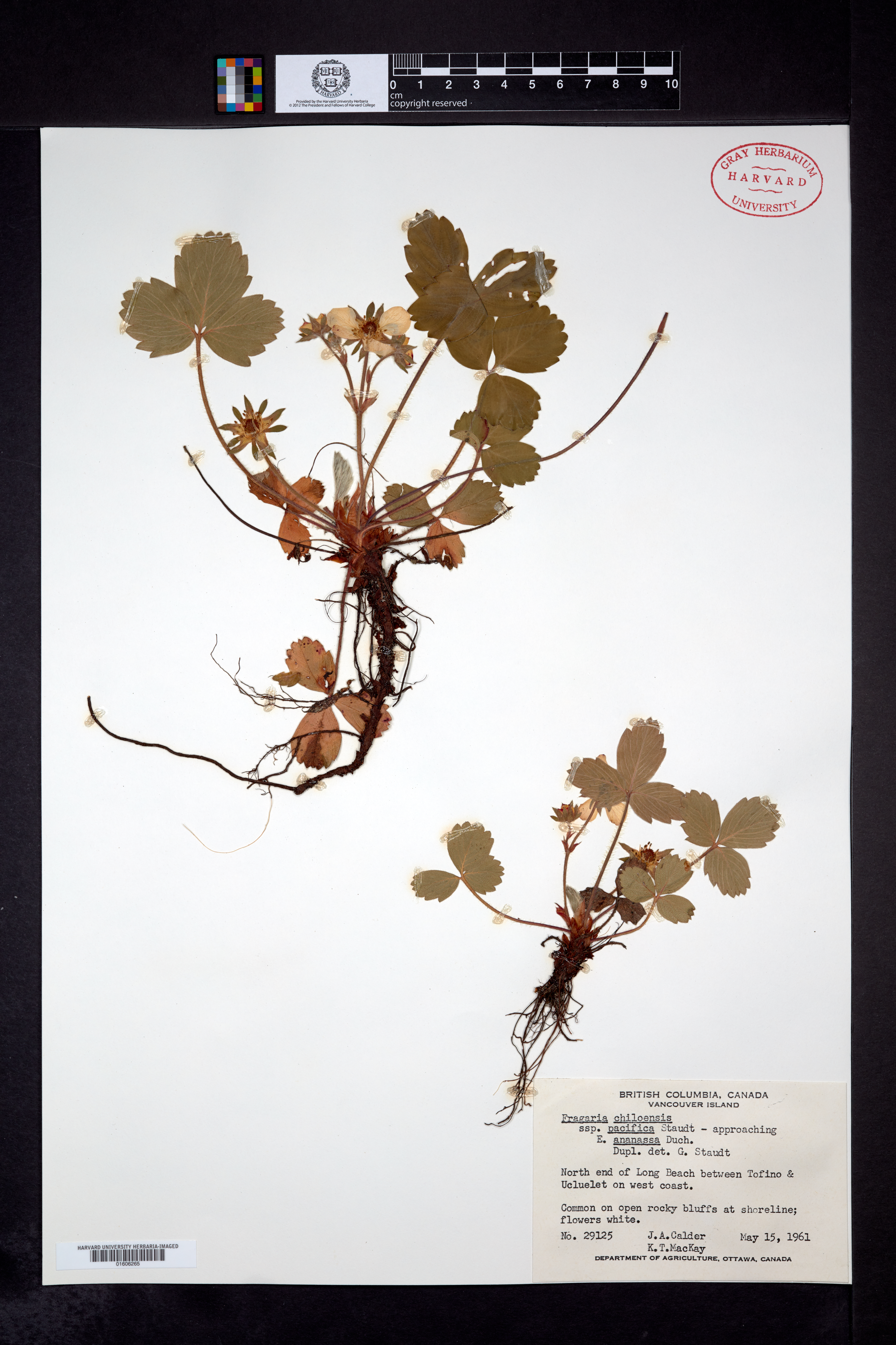Fragaria chiloensis subsp. pacifica image