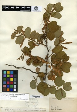 Bauhinia platypetala image
