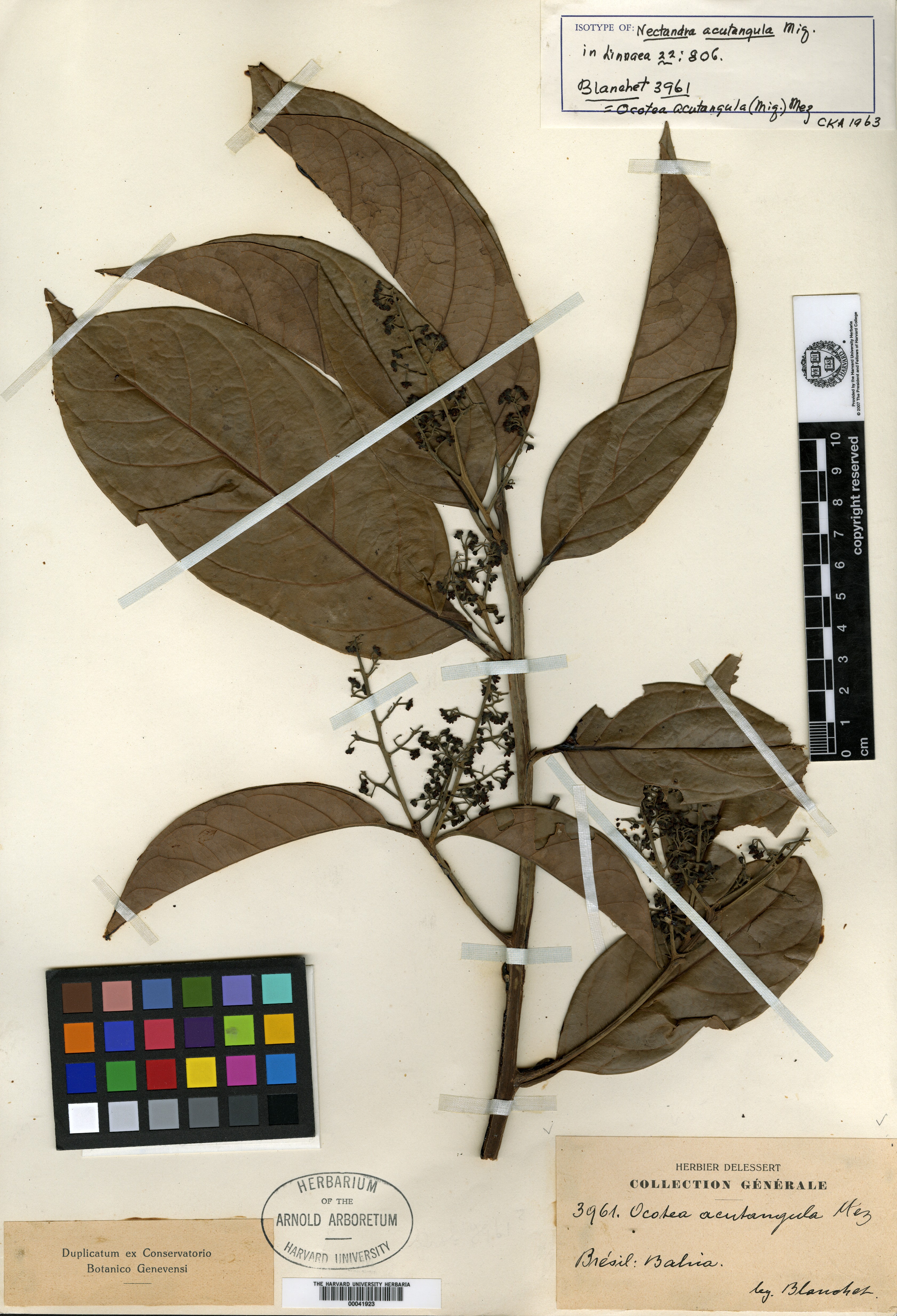 Nectandra cordata image