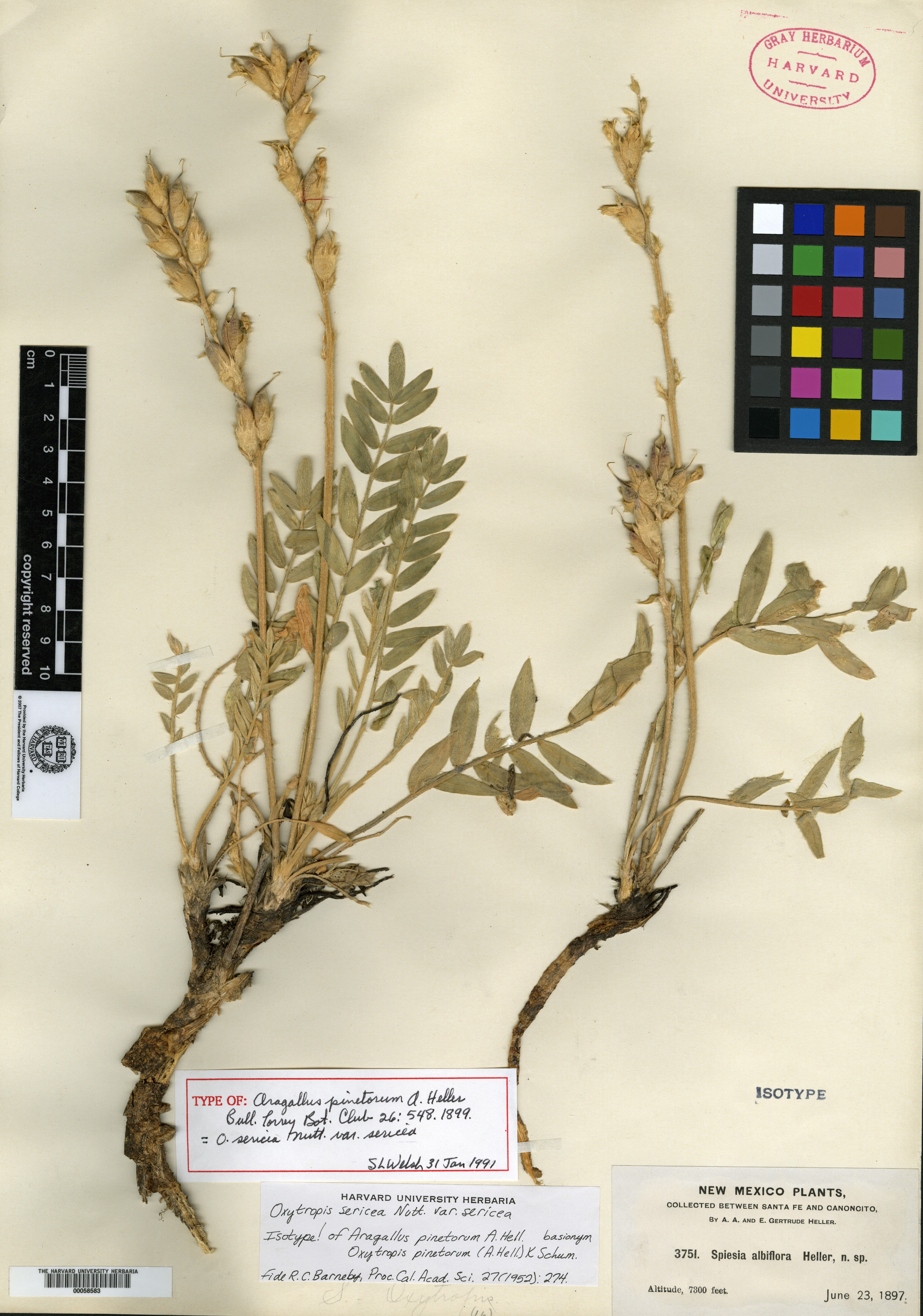 Aragallus pinetorum image