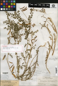Astragalus tioides image