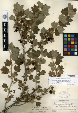 Ribes oxyacanthoides var. calcicola image