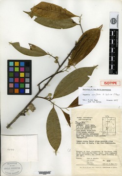 Duguetia caniflora image