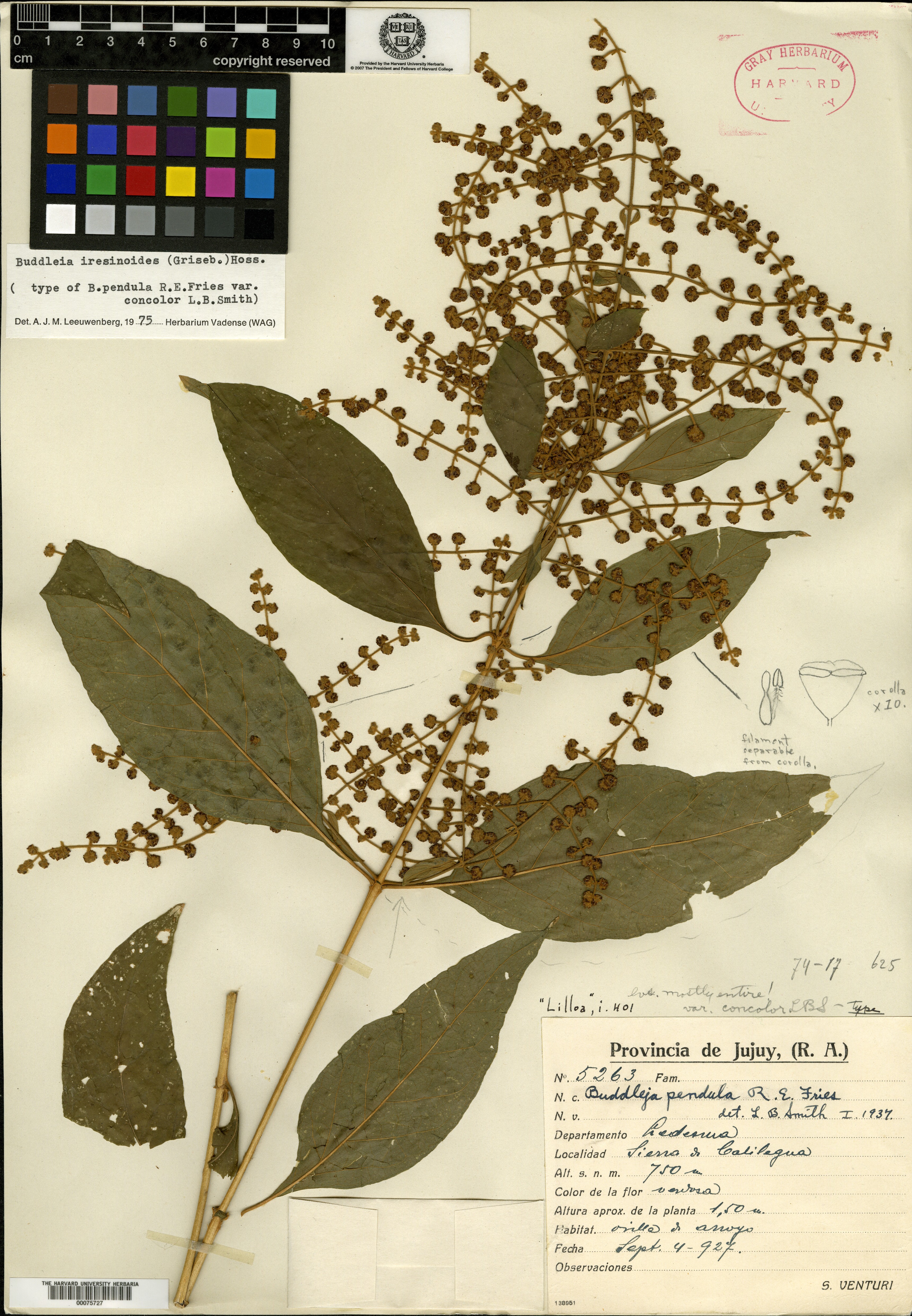 Buddleja crotonoides subsp. crotonoides image