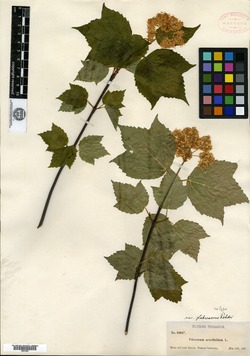 Viburnum acerifolium var. glabrescens image