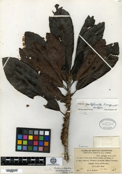 Pouteria gallifructa image