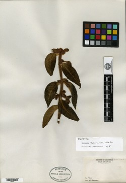 Ornithoboea wildeana image