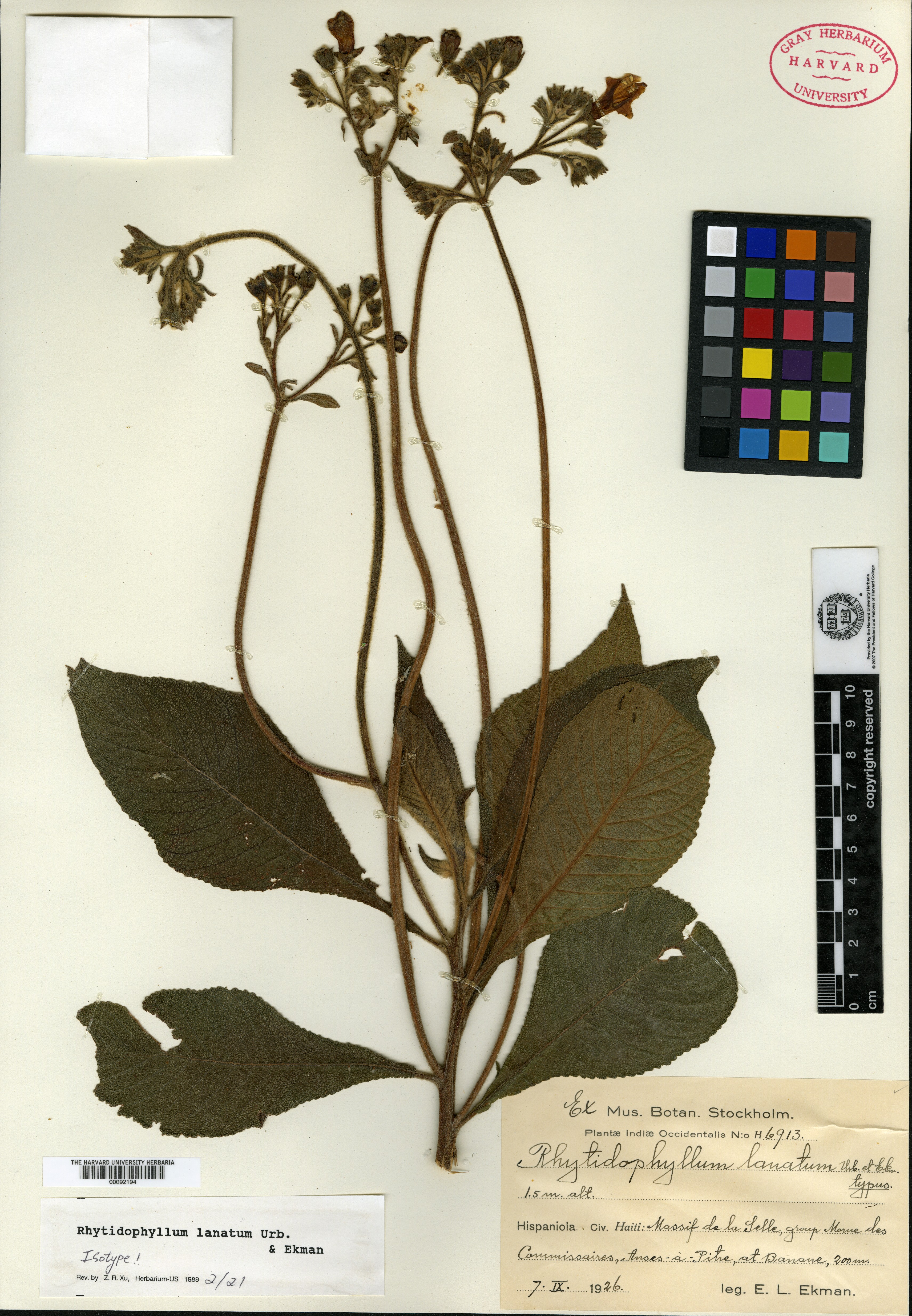 Rhytidophyllum lanatum image