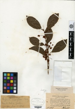 Eugenia cerasiflora image