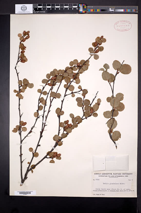 Betula glandulosa image